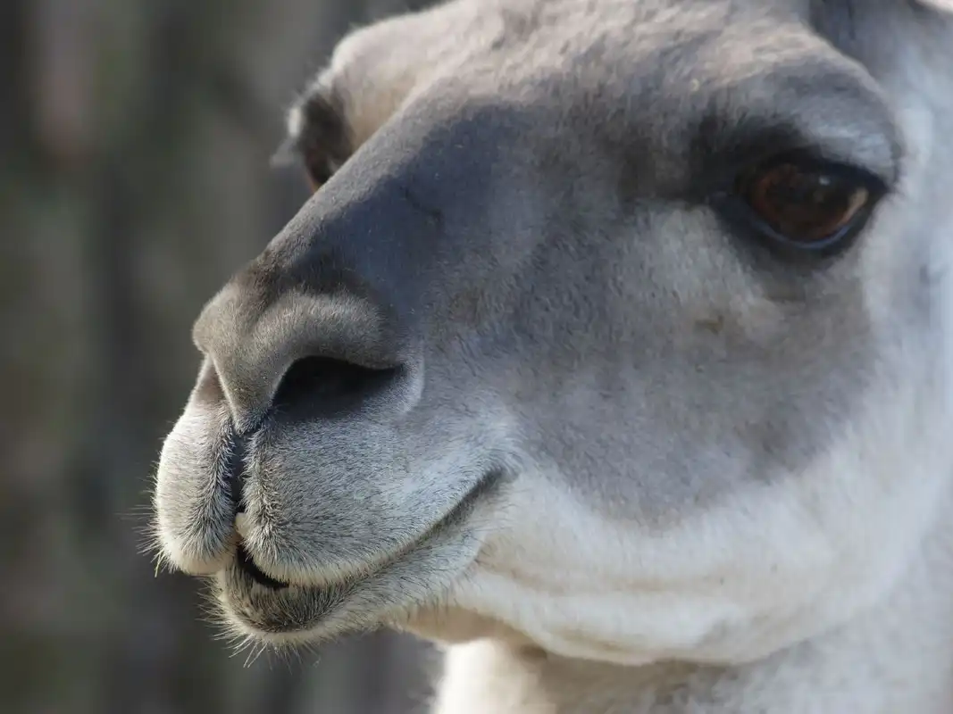 5 Fascinating Facts About Guanacos